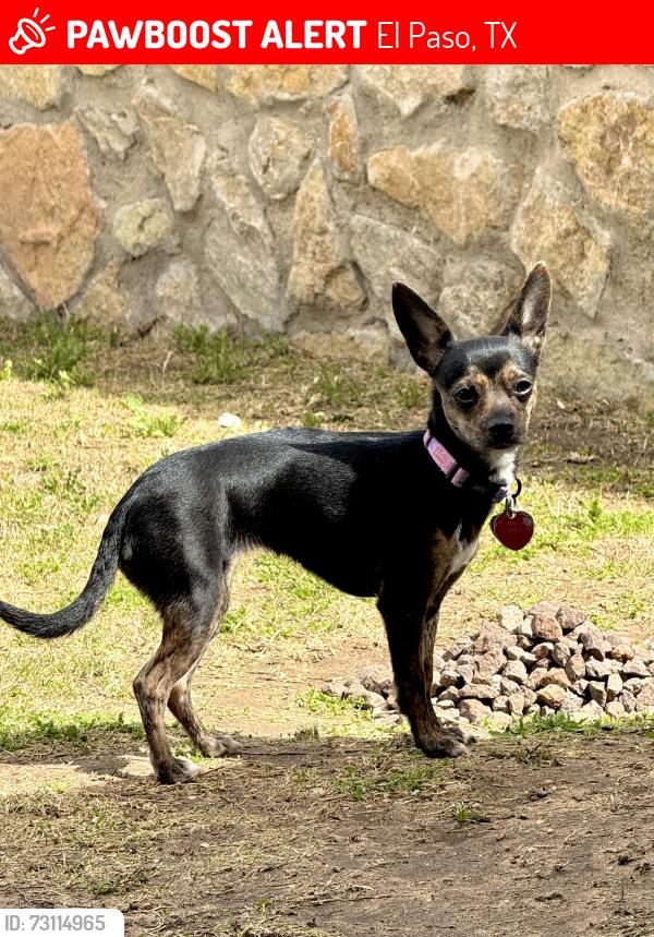 Lost Female Dog last seen Hayes Community, El Paso, TX 79906