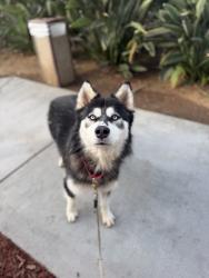 Shelter Stray Male Dog last seen Near Wightman Street, San Diego, CA, 92105, 5500 Gaines St, San Diego, CA 92110, USA