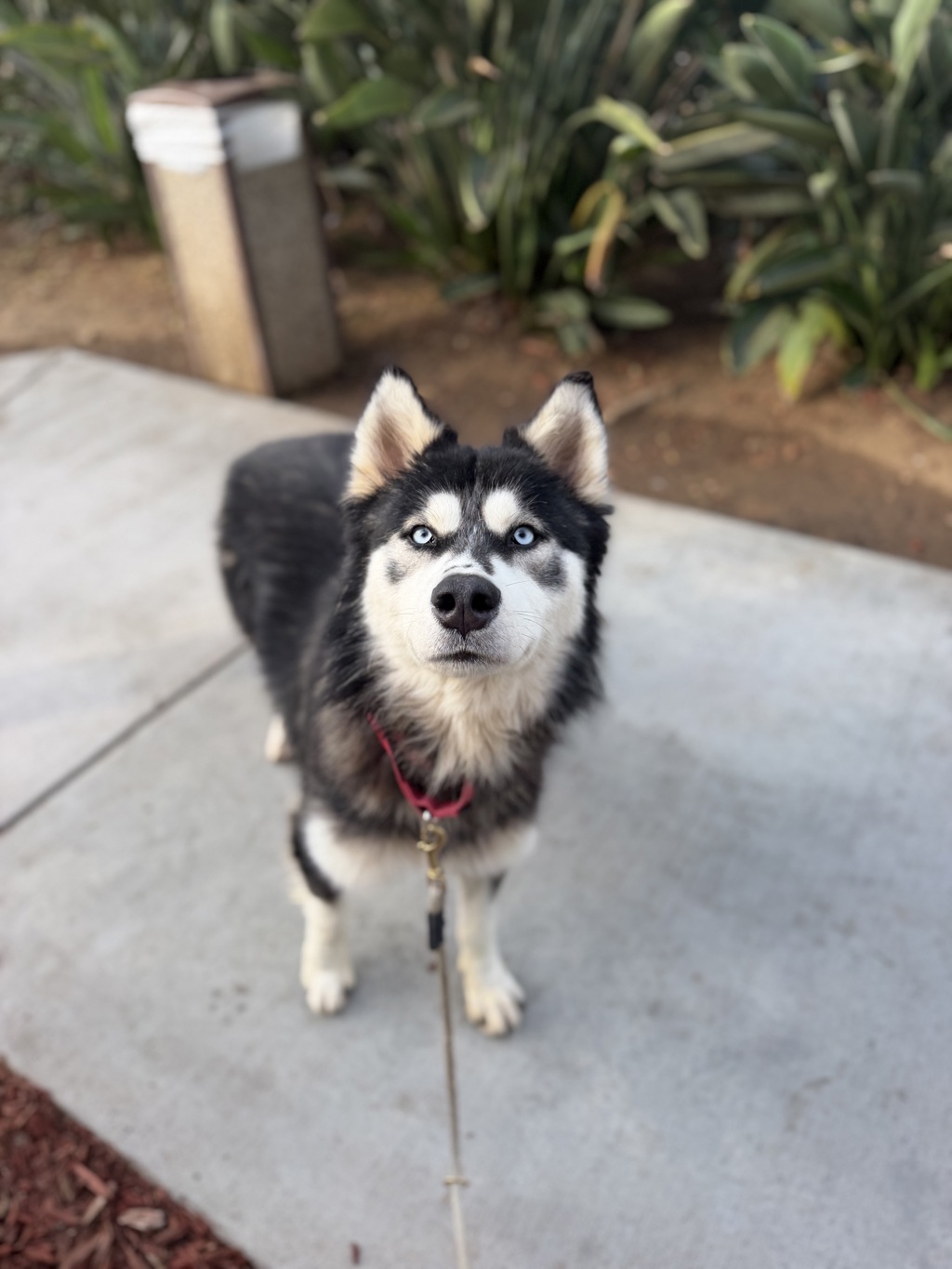 Shelter Stray Male Dog last seen Near Wightman Street, San Diego, CA, 92105, 5500 Gaines St, San Diego, CA 92110, USA