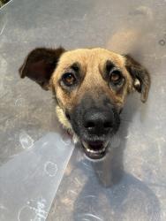 Shelter Stray Female Dog last seen Not Provided., Brawley, CA, 92227, El Cajon, CA 92020, USA