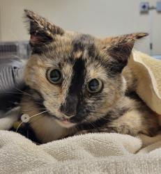 Shelter Stray Female Cat last seen Near Cregar Street, Oceanside, CA, 92054, Oceanside, CA 92058, USA