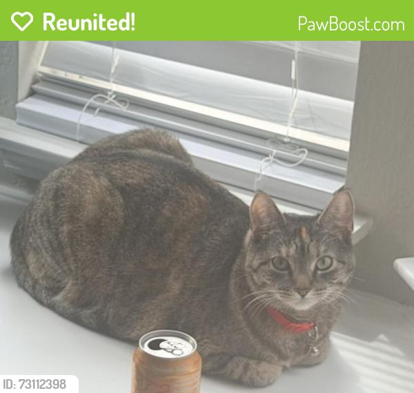 Reunited Female Cat last seen Robinson and 2499, Denton, TX 76210