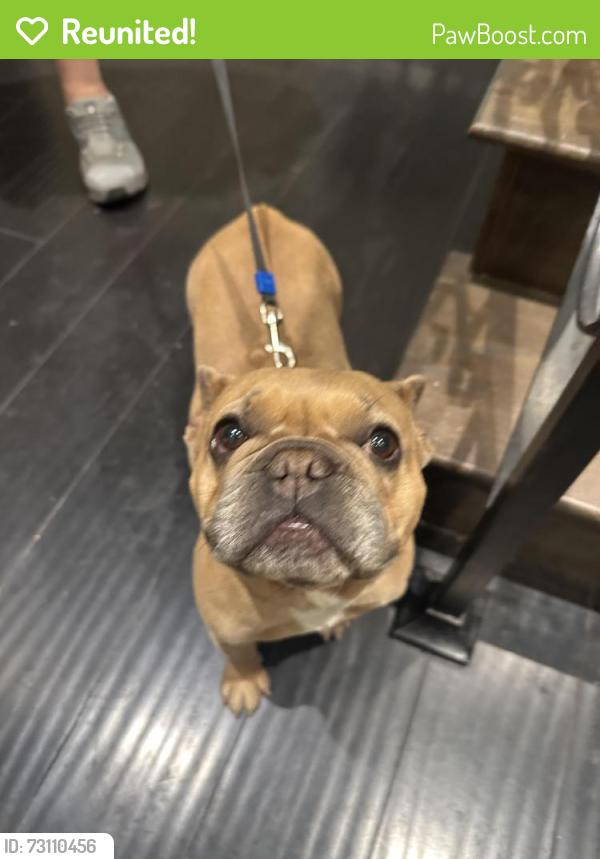 Reunited Unknown Dog last seen Near Via La Paloma, Chula Vista, CA 91910
