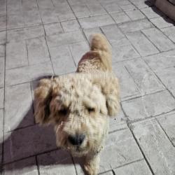 Reunited Male Dog last seen Alameda/Nadeau, Los Angeles, CA 90001