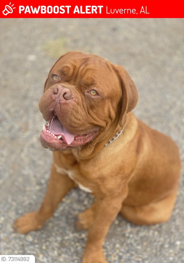 Lost Male Dog last seen Hwy 331, Luverne, AL 36049