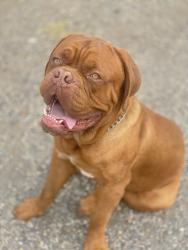 Lost Male Dog last seen Hwy 331, Luverne, AL 36049