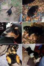 Reunited Female Dog last seen Step Inc., Rocky Mount, VA 24151