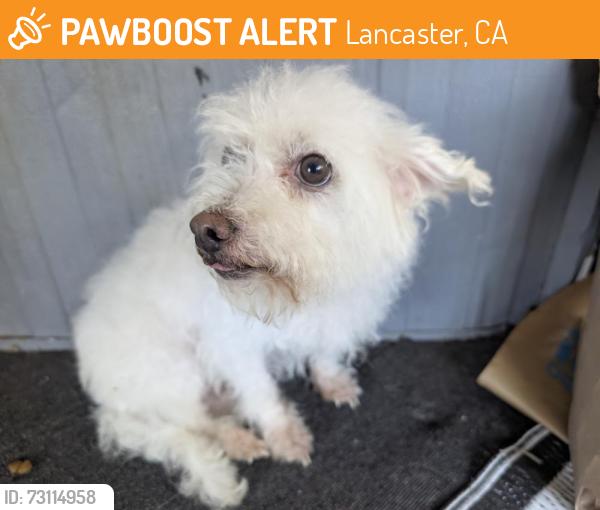 Found/Stray Male Dog last seen 20th St East between Ave K and J8, Lancaster in Rancho Mirage, Lancaster, CA 93534
