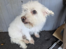 Found/Stray Male Dog last seen 20th St East between Ave K and J8, Lancaster in Rancho Mirage, Lancaster, CA 93534