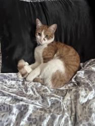 Lost Male Cat last seen Alameda across from Hastings ranch, Pasadena, CA 91107