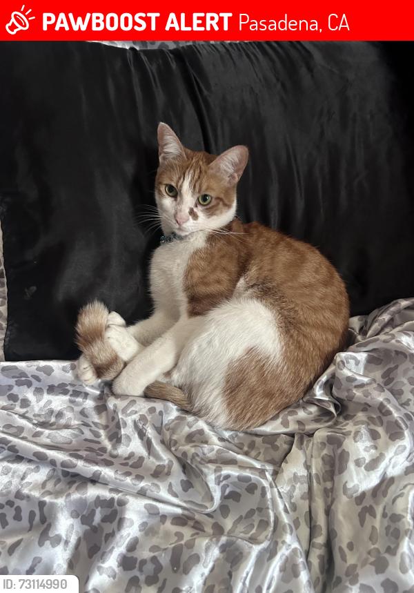 Lost Male Cat last seen Alameda across from Hastings ranch, Pasadena, CA 91107