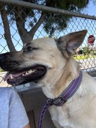 Lost Female Dog last seen Casa loma, Bakersfield, CA 93307