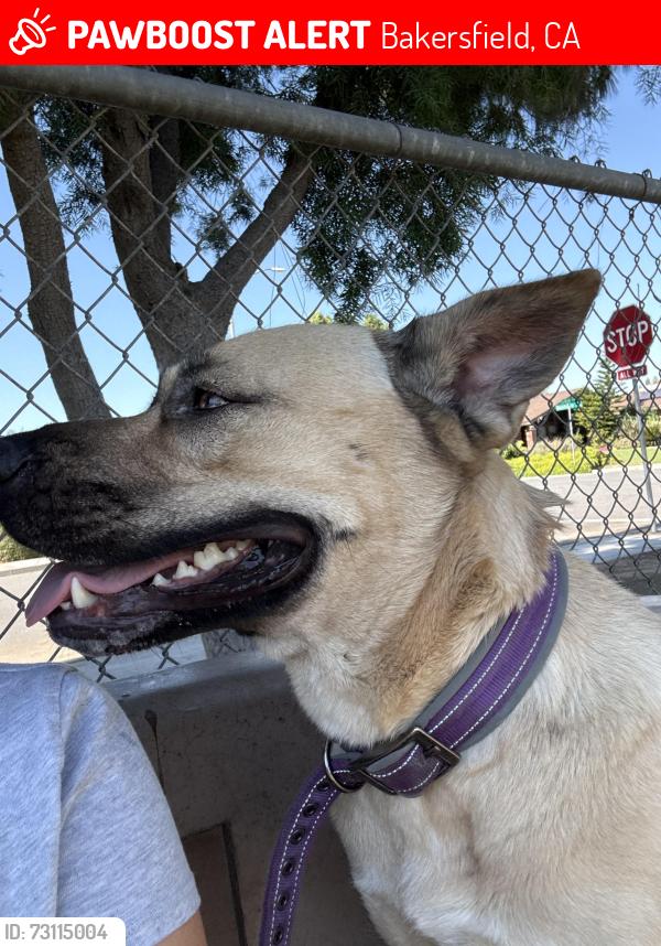 Lost Female Dog last seen Casa loma, Bakersfield, CA 93307