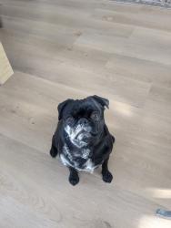 Reunited Female Dog last seen Aztec and Carlisle, Albuquerque, NM 87107