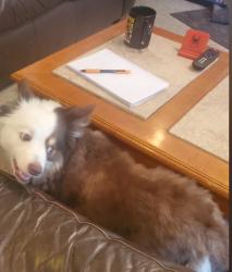 Lost Female Dog last seen 17th Street, Altoona, pa, usa, Altoona, PA 16602