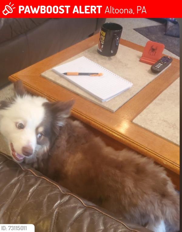 Lost Female Dog last seen 17th Street, Altoona, pa, usa, Altoona, PA 16602