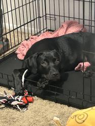 Lost Female Dog last seen CVS, Miami, FL 33147