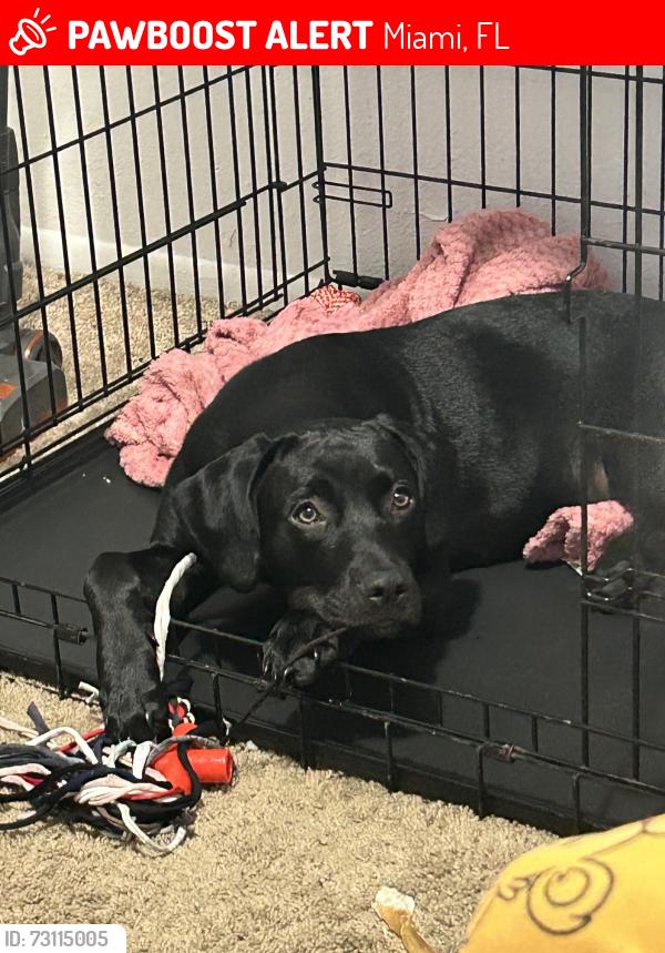 Lost Female Dog last seen CVS, Miami, FL 33147