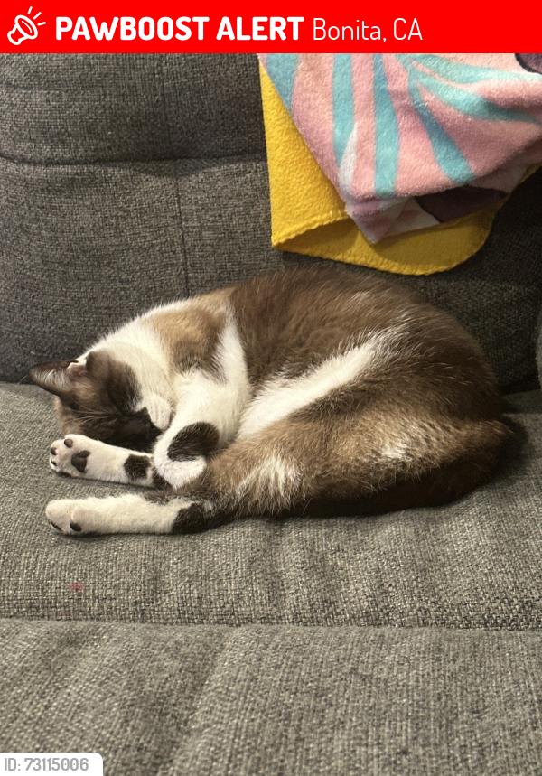 Lost Female Cat last seen Central Avenue, Bonita, Bonita, CA 91902