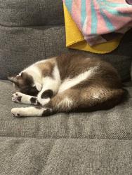 Lost Female Cat last seen Central Avenue, Bonita, Bonita, CA 91902