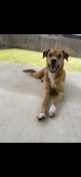 Reunited Female Dog last seen Near 1/2 Quebrada Dr, Pflugerville, TX 78660, USA, Pflugerville, TX 78660