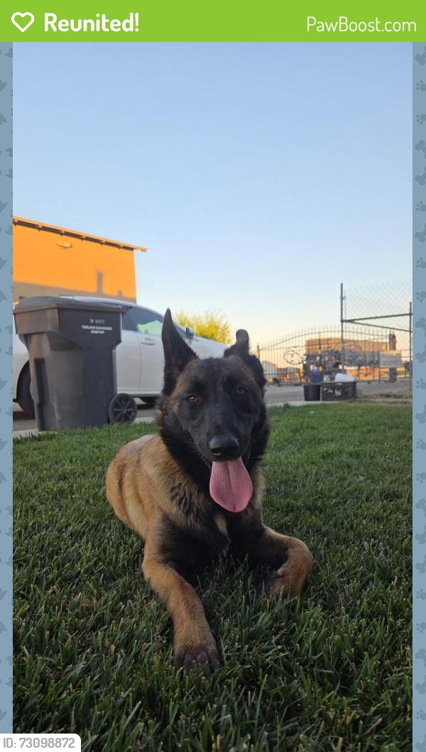 Reunited Female Dog last seen Near W Barnhart Rd, Turlock, CA 95382, USA, Turlock, CA 95382