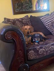 Lost Male Dog last seen In front of our hse someone drove of with him, Phoenix, AZ 85017