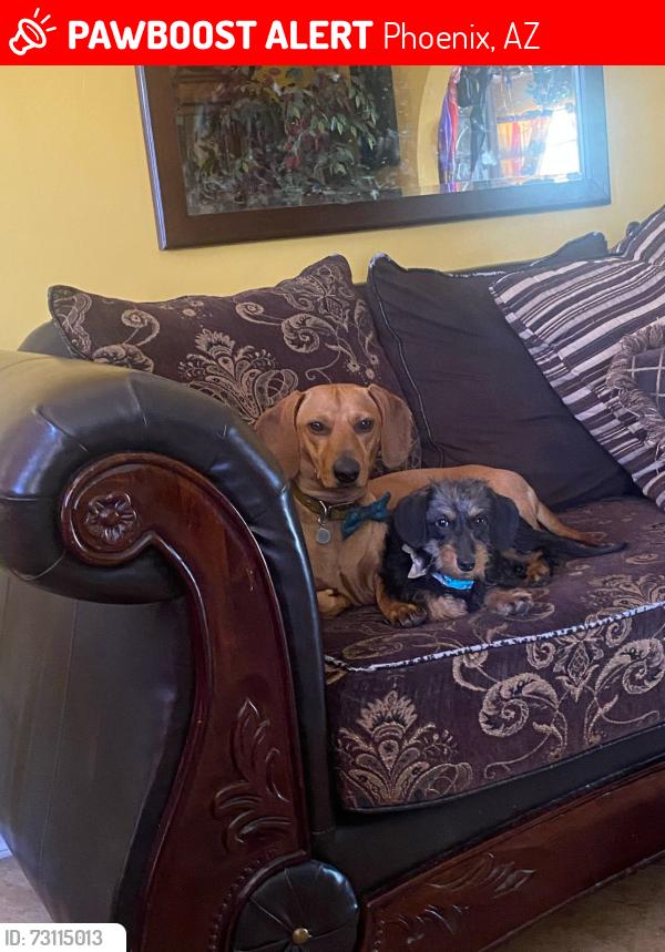 Lost Male Dog last seen In front of our hse someone drove of with him, Phoenix, AZ 85017