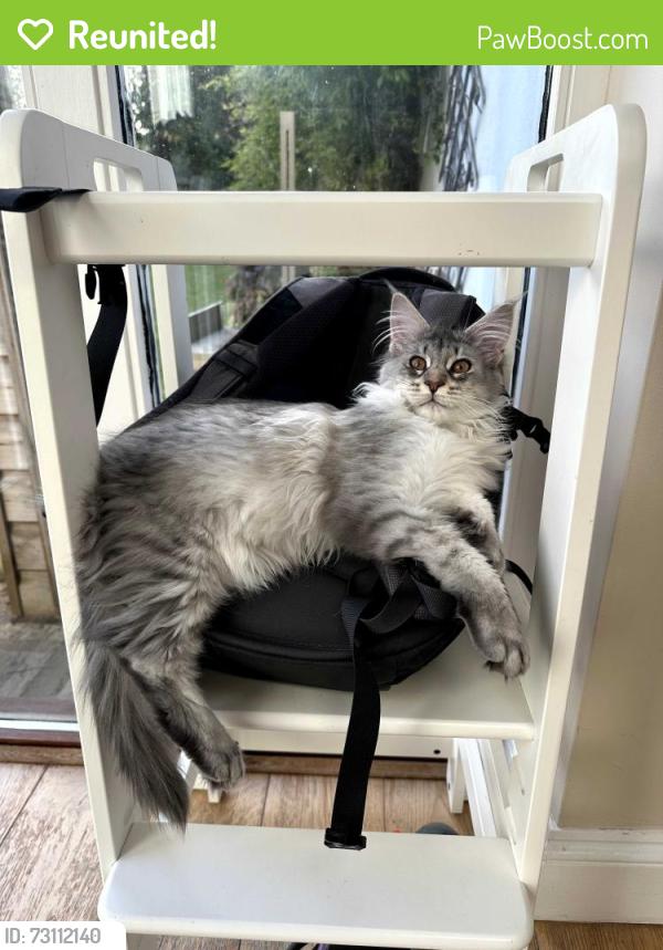 Reunited Male Cat last seen Tyne Road / Broadway Road, Bishopston, England BS7 8EE