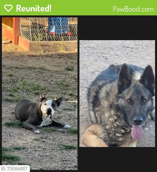 Reunited Male Dog last seen Bopp and Bantry Lane, Tucson Estates, AZ 85735