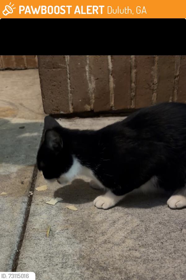 Found/Stray Unknown Cat last seen Fade and facet restaurant, Duluth, GA 30098