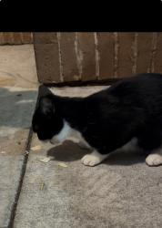 Found/Stray Unknown Cat last seen Fade and facet restaurant, Duluth, GA 30098