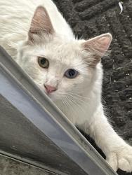 Found/Stray Male Cat last seen Cambray/Workman Mill, Whittier, CA 90601