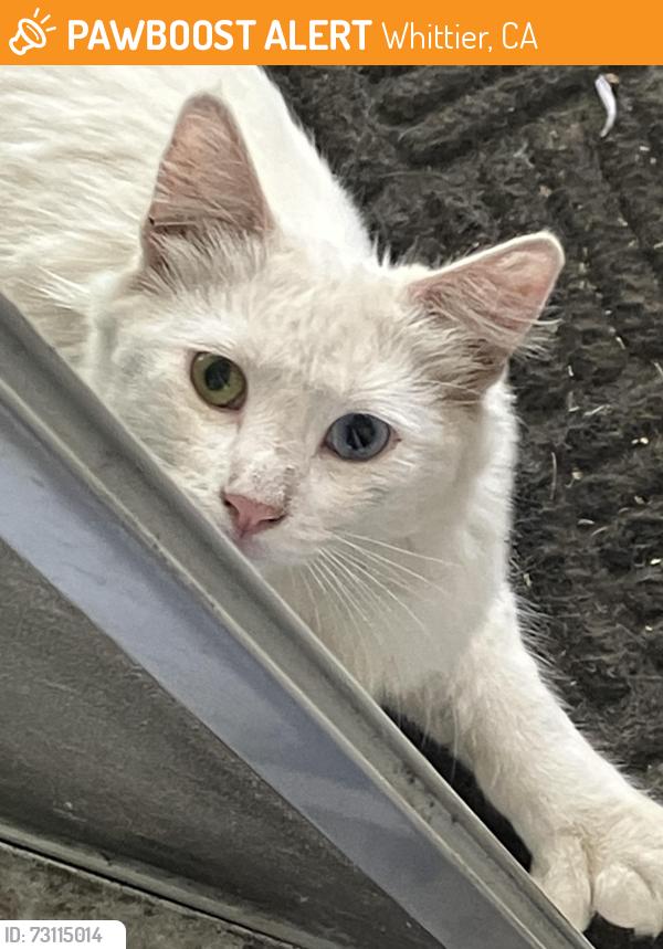 Found/Stray Male Cat last seen Cambray/Workman Mill, Whittier, CA 90601