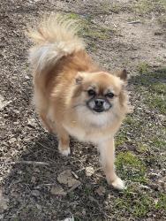 Lost Female Dog last seen E Bledsoe st Gallatin, Gallatin, TN 37066
