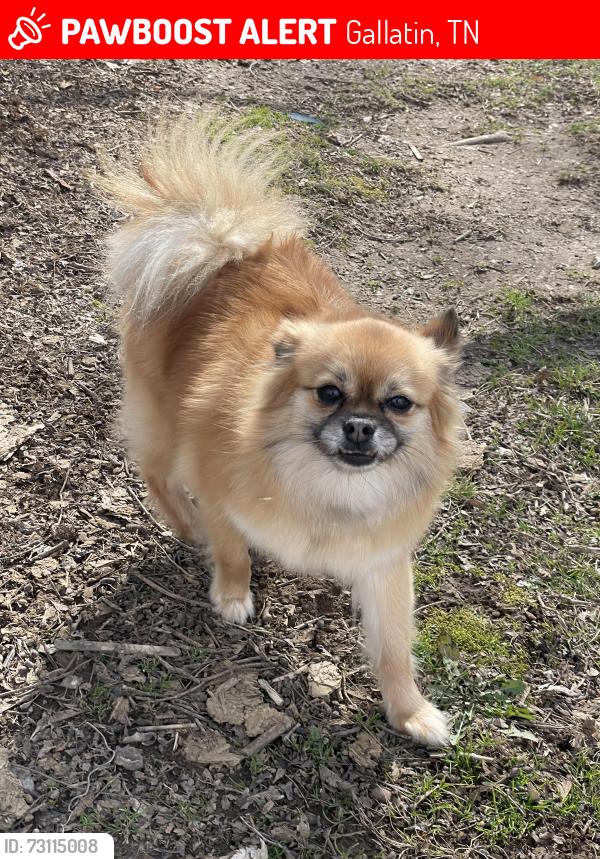Lost Female Dog last seen E Bledsoe st Gallatin, Gallatin, TN 37066