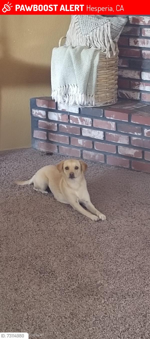 Lost Female Dog last seen Dunkirk and Madera ave, Hesperia, CA 92345