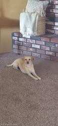 Lost Female Dog last seen Dunkirk and Madera ave, Hesperia, CA 92345
