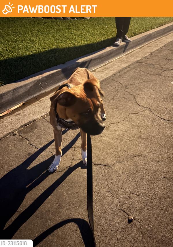 Found/Stray Male Dog last seen Barrydale, Los Angeles County, CA 91746