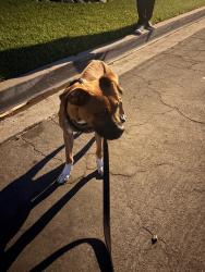 Found/Stray Male Dog last seen Barrydale, Los Angeles County, CA 91746
