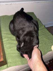 Reunited Male Cat last seen Batavia St and Oneida St Denver, 80220, Denver, CO 80220