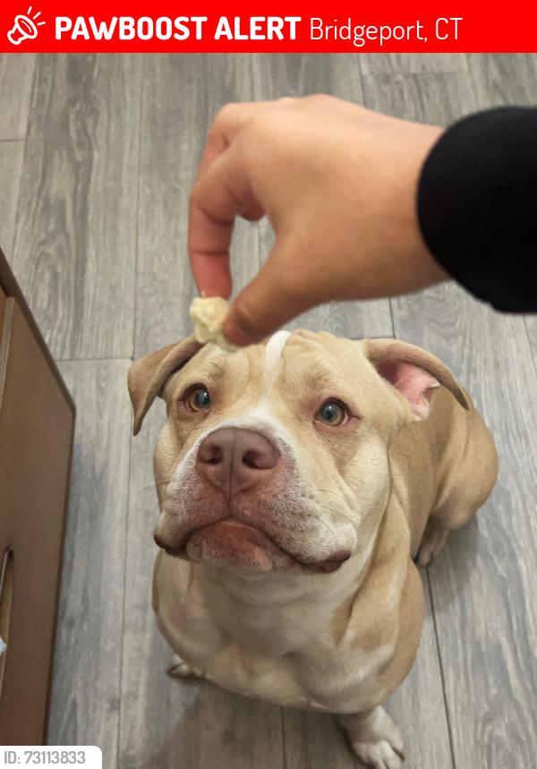 Lost Male Dog last seen Near Vine St, Bridgeport Ct, Bridgeport, CT 06604