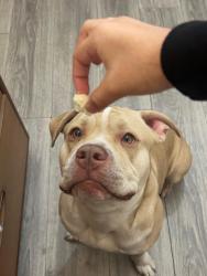 Lost Male Dog last seen Near Vine St, Bridgeport Ct, Bridgeport, CT 06604