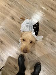 Reunited Female Dog last seen Near Aden Dr, Houston, TX 77003, USA, Houston, TX 77003