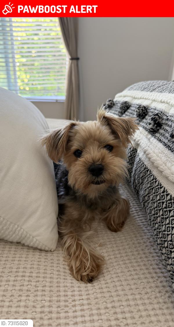 Lost Female Dog last seen Near Las Brisas Del Mar, San Juan Capistrano, CA 92675