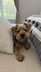 Lost Female Dog last seen Near Las Brisas Del Mar, San Juan Capistrano, CA 92675
