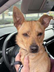 Reunited Male Dog last seen 117th St S and C street, Parkland, WA 98444