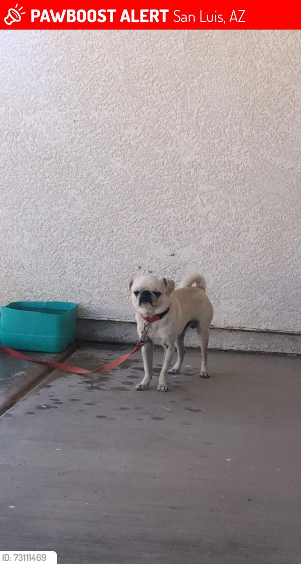 Lost Male Dog last seen Near E San Diego St, San Luis, AZ 85349