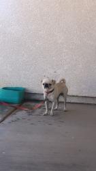 Lost Male Dog last seen Near E San Diego St, San Luis, AZ 85349