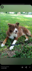 Reunited Male Dog last seen Copper creek, Des Moines, IA 50317